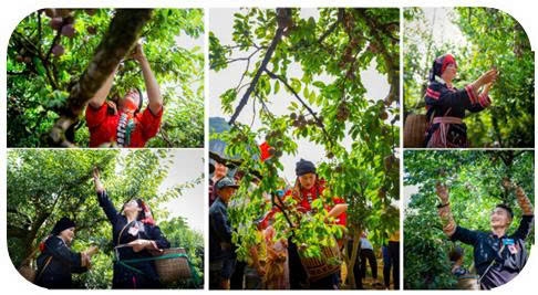 Ngày Hội Hái Quả