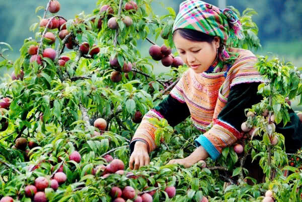 NGÀY HỘI HÁI QUẢ