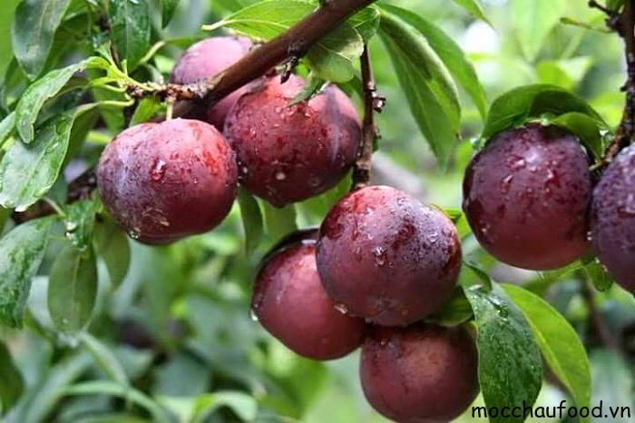 Mận Hậu Mộc Châu – Vị ngọt Tây Bắc giữa mùa hè rực rỡ