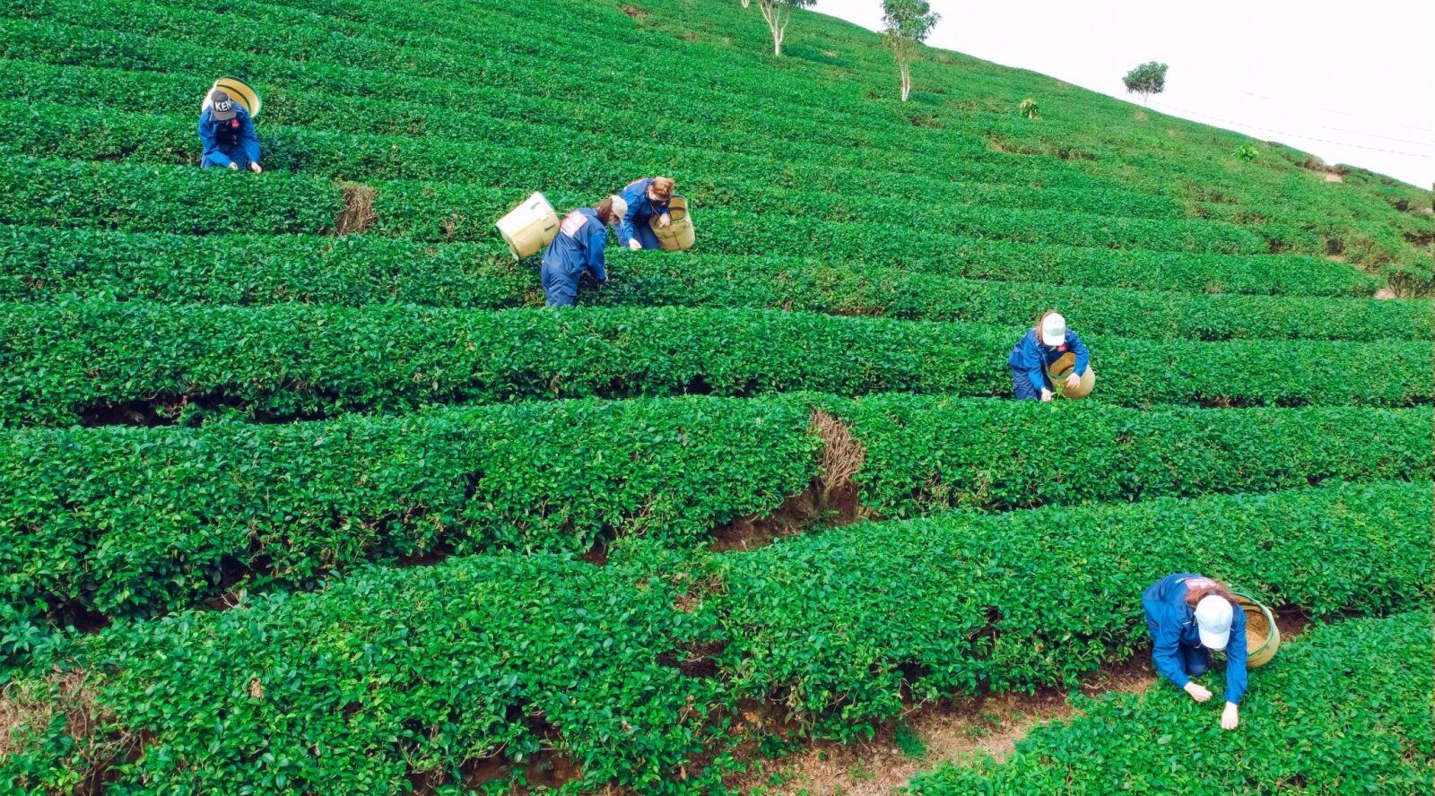 Trà Ô Long Mộc Châu – Tinh hoa trà giữa mây ngàn Tây Bắc