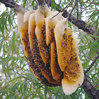 MẬT ONG SƠN LA