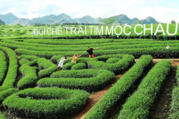 Đồi chè trái tim Mộc Châu 2