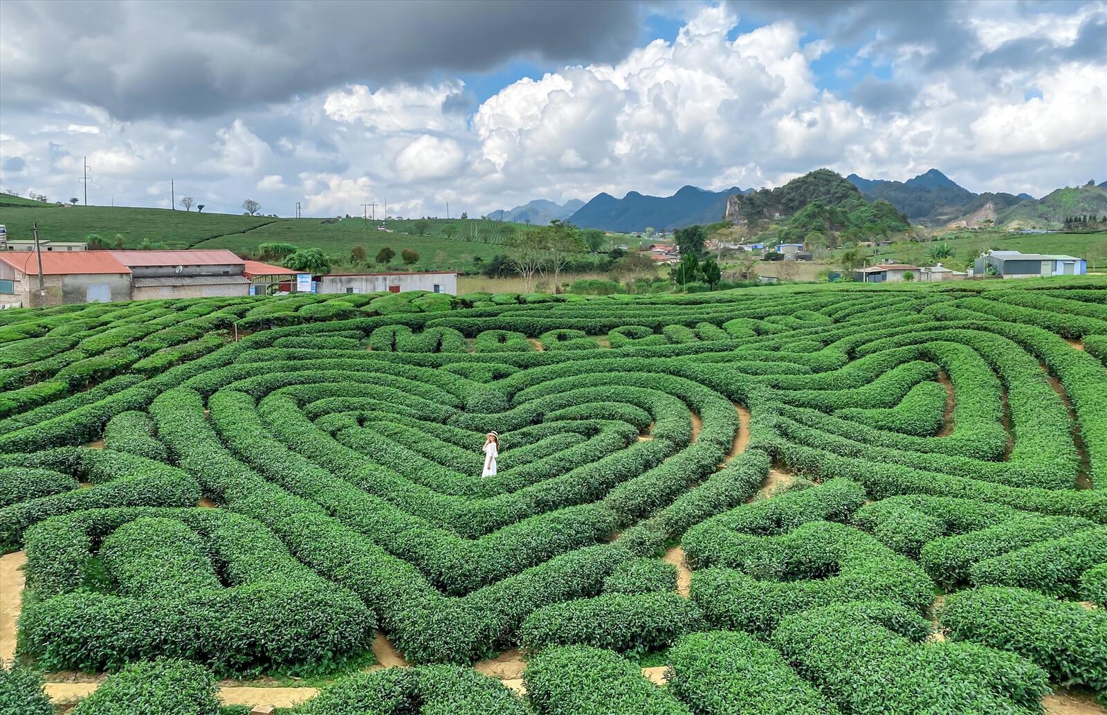 Đồi chè trái tim Mộc Châu 3