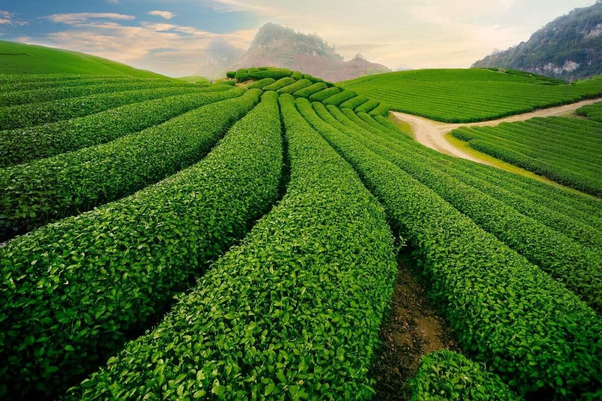 Đồi Chè Ô Long Mộc Sương 2