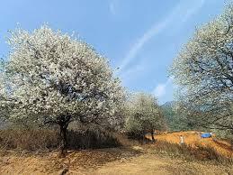 Bản Nậm Nghiệp 4