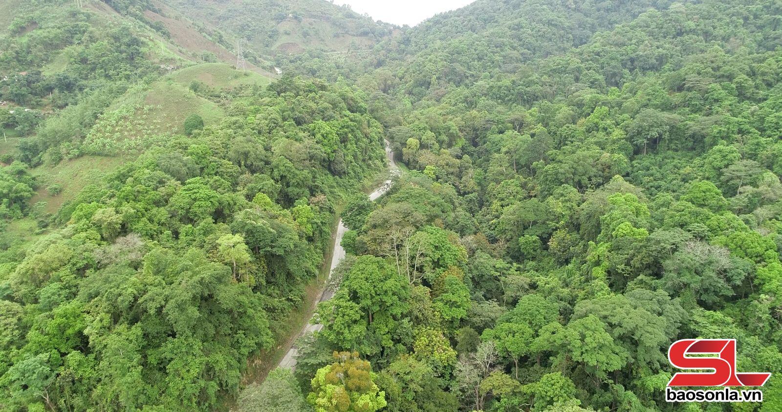 Rừng Bản Nhọt 3
