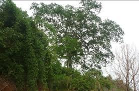 Cây đa Pắc Ma 3