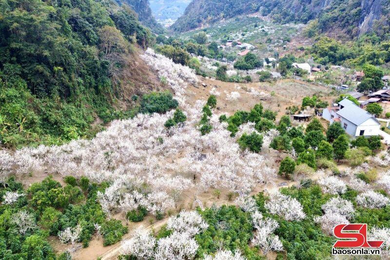Thung Lũng Hoa Ban 2
