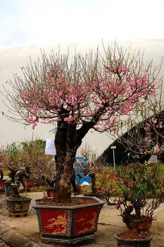 Vườn đào cổ thụ Mộc Châu 4