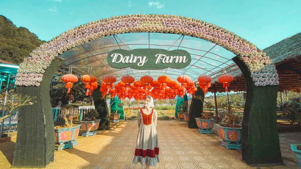 Trang trại bò sữa Mộc Châu 3