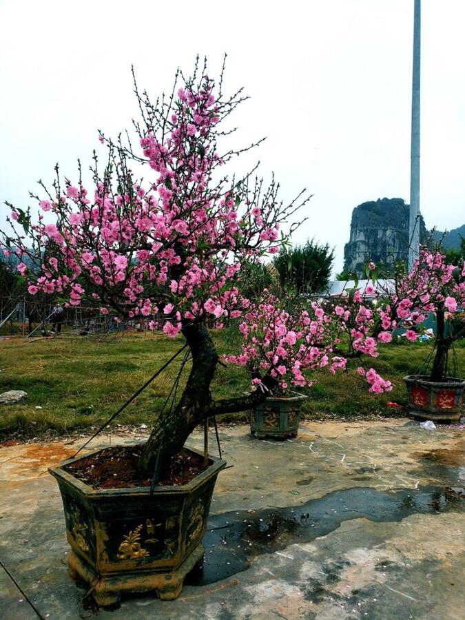 Vườn đào cổ thụ Mộc Châu 2